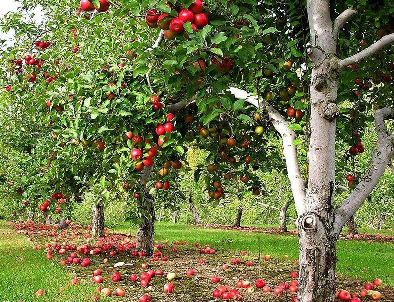 goede plek voor het kweken van appelbomen