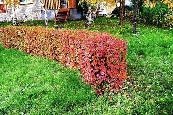 cotoneaster haag schijnt in de herfst