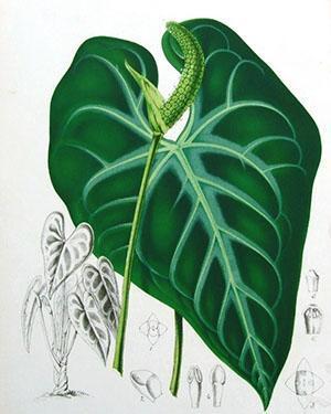 De structuur van de plantanthurium