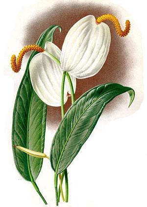 Anthurium bloeiwijze bestaat uit kolf en schutbladen
