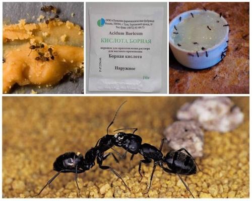 otrov borne kiseline za mrave
