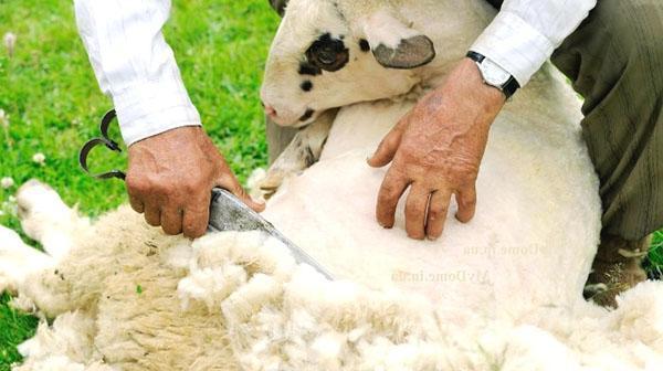 Lente schapen scheren