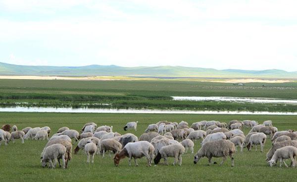 Voor de ontwikkeling van een schapenfokkerijbedrijf is het noodzakelijk om plaatsen te hebben voor een graaskudde