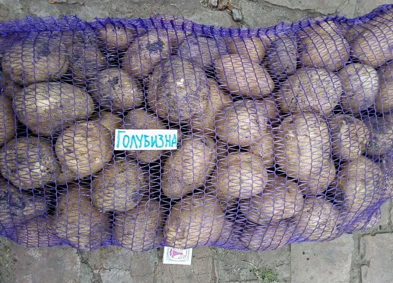 kenmerkend voor het aardappelras Golubizna