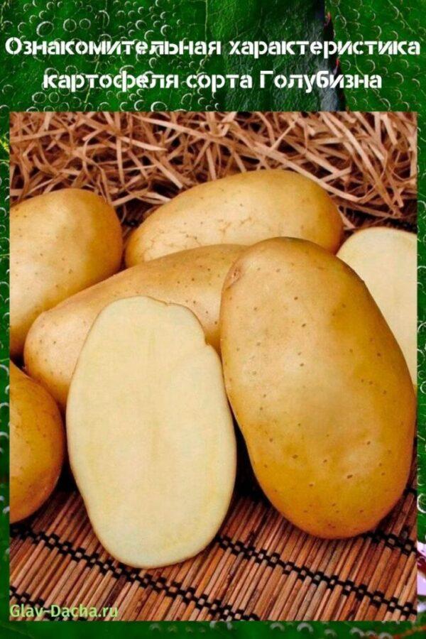 kenmerkend voor aardappelblauw