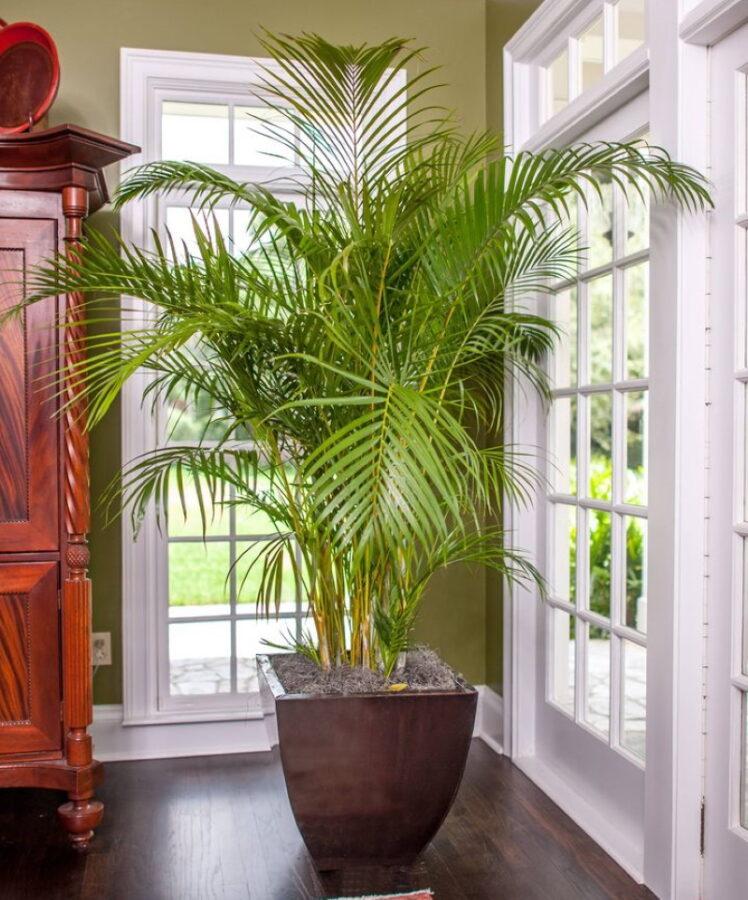 indoor palm areca
