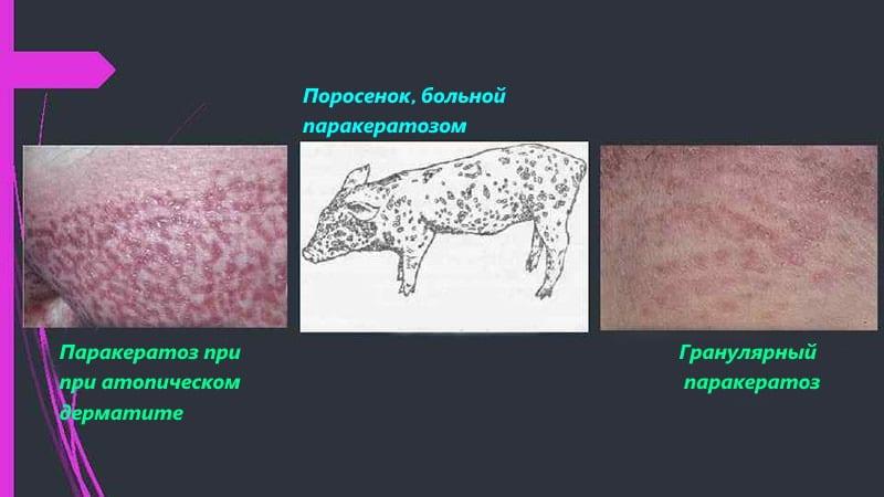 dijagnostika parakeratoze kod svinja