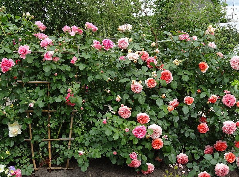park rozen foto met namen