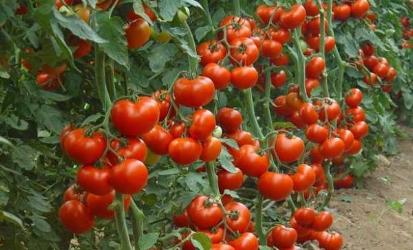 bepalende tomaten