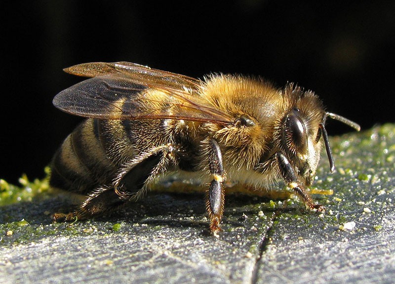karnika matica pčela
