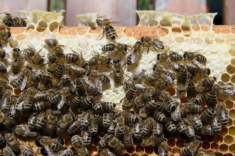 pčele karnik na pčelinjaku