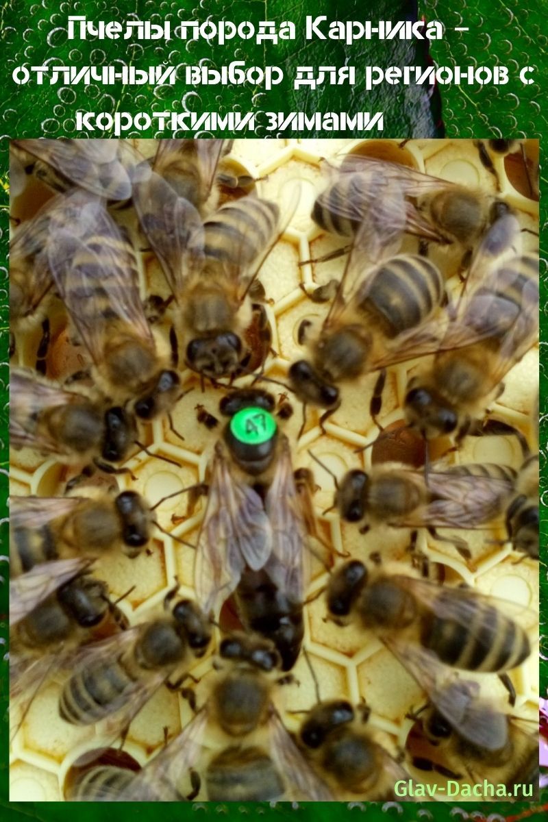 pčele karnice