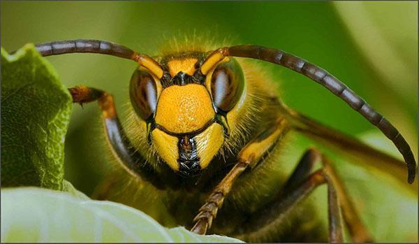 zdrava pčela