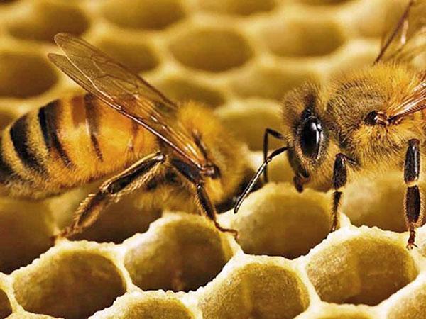 pčela gradi saće