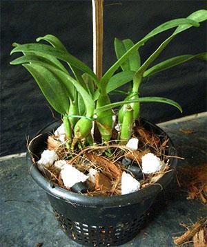 Verplant de plant in een nieuwe pot
