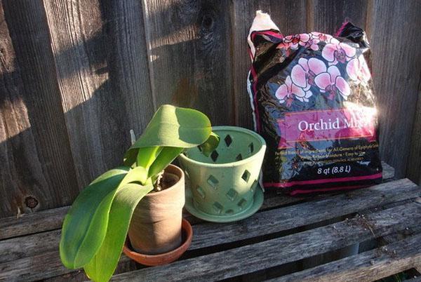 Een orchidee heeft een speciale grond nodig en een pot met gaten.