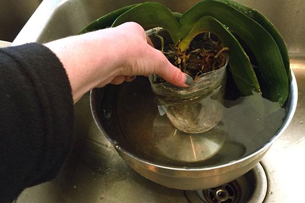 Een orchidee in een oude pot wordt in water gedompeld om de wortels gemakkelijk los te maken van het substraat