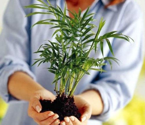 Voor het verplanten worden de planten gecontroleerd op de aanwezigheid van ziekten en plagen.