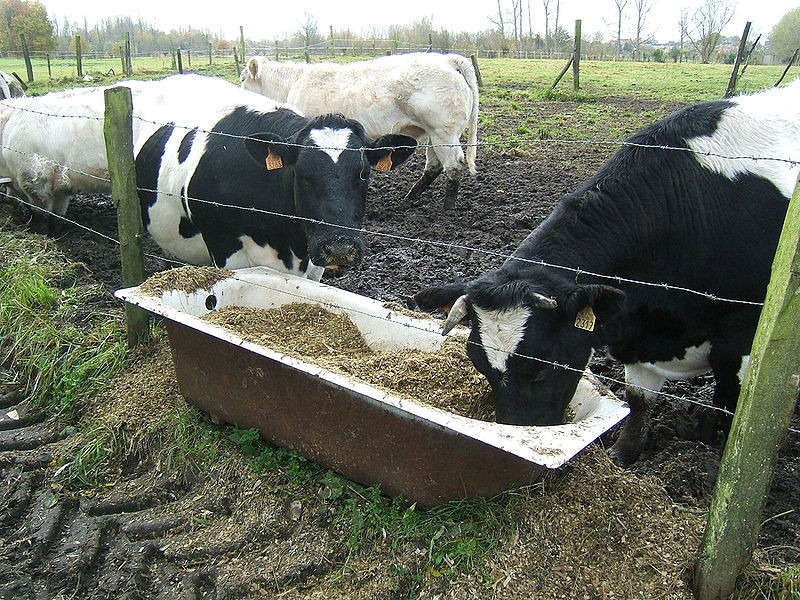 kako nahraniti kravu za povećanje mliječnosti