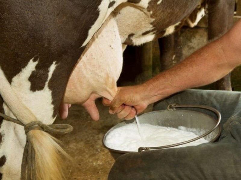 koliko se krava pomuze nakon teljenja