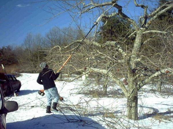 wintersnoei van fruitbomen