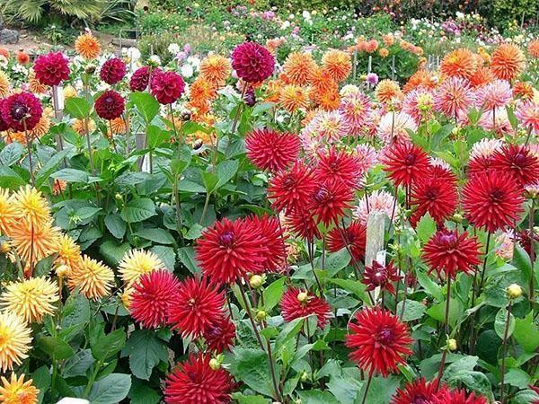dahlia's van verschillende soorten staan ​​in bloei