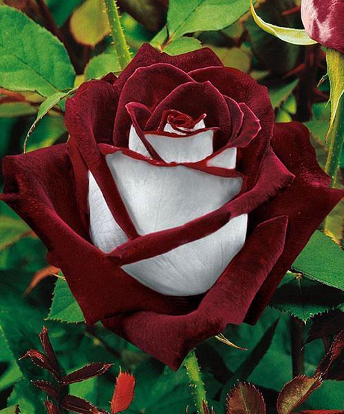 prachtige roos