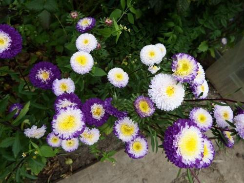 pompon asters