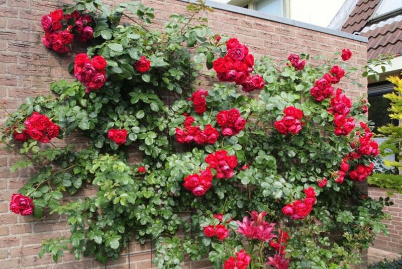 weelderige rozenstruik tegen de muur