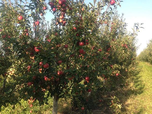 stablo jabuke sorte Gloucester donosi plodove