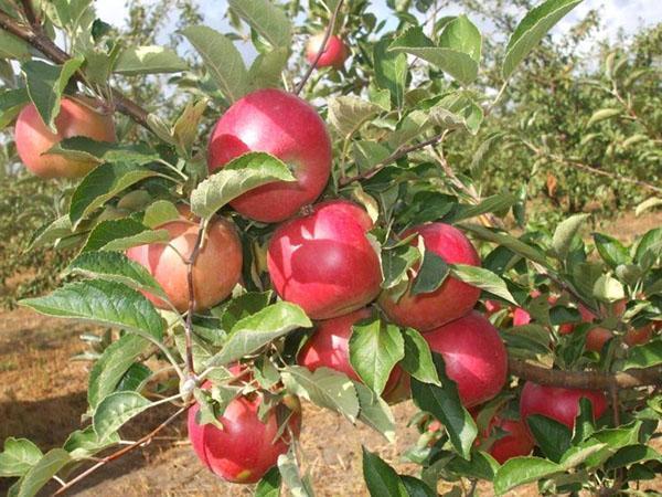 stablo jabuke gloucester