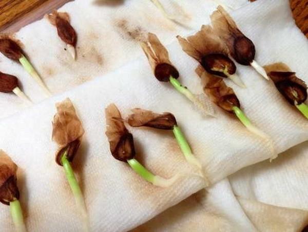 klijanje sjemena plumerije