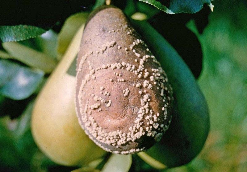moniliose op een peer