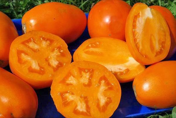 gele tomaten voor sap