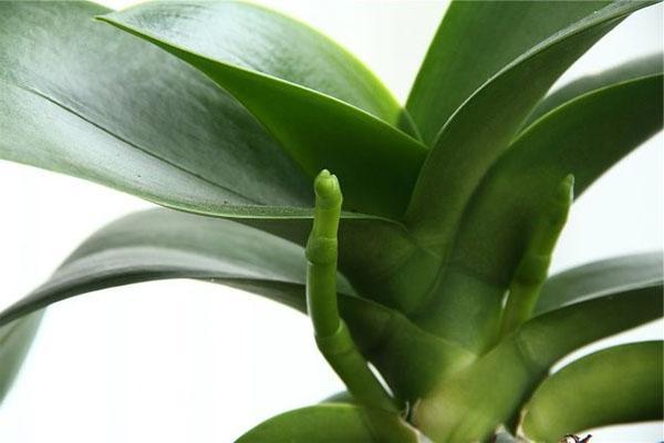 De orchidee groeit een luchtwortel en steel