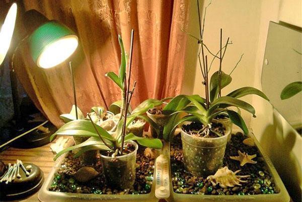 Een orchidee heeft extra licht nodig om in de winter te bloeien.