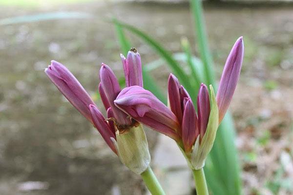 Zelfgemaakte amaryllis kan behagen met periodieke overvloedige bloei