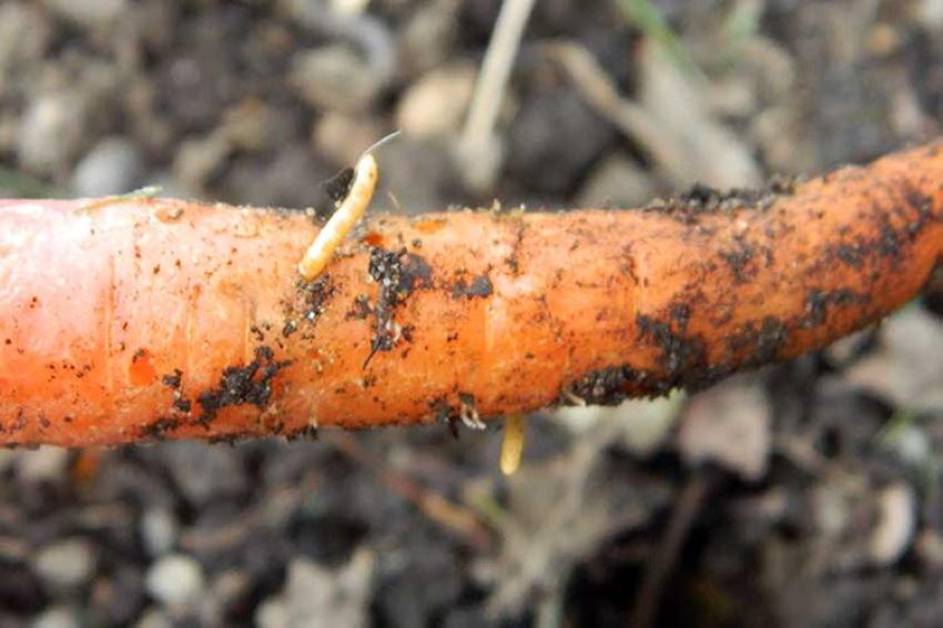 draadworm op wortelen