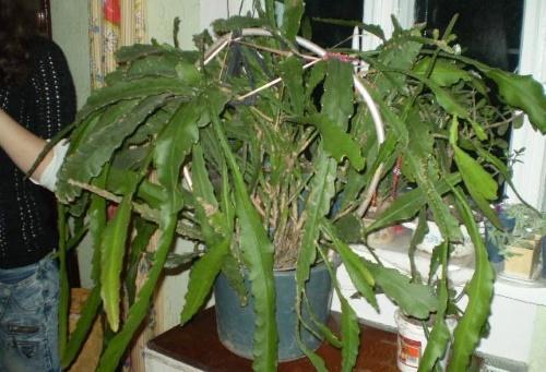 epiphyllum zonder snoeien
