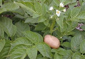 Cvatnja krumpira ne utječe na prinos