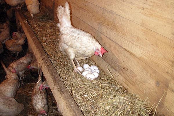 Piletina je položila jaje