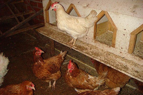 Pravilno uređena gnijezda za kokoši nesilice