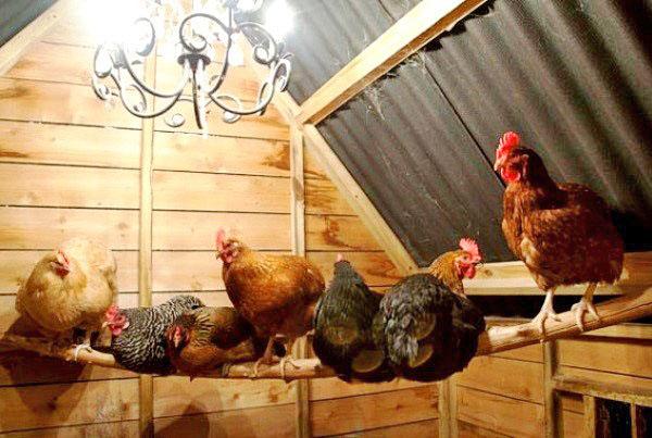 Ptici bi trebalo biti ugodno u kokošinjcu.