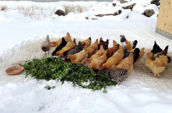 Prehrana kokoši nesilica zimi