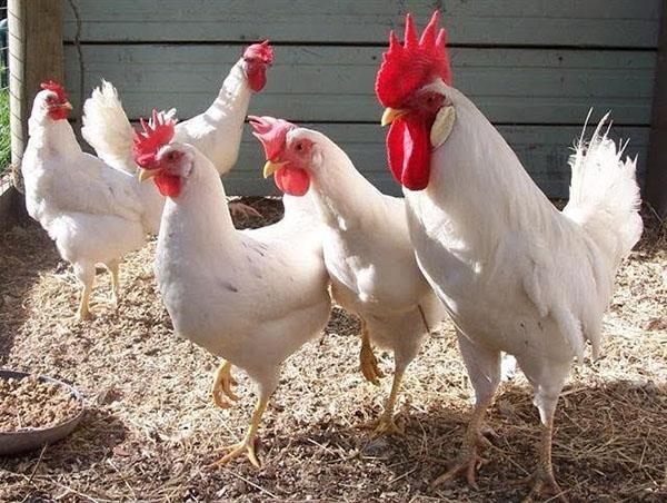 Eierdragend ras van Leghorn-kippen