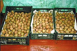 Aardappels kiemen voor het planten