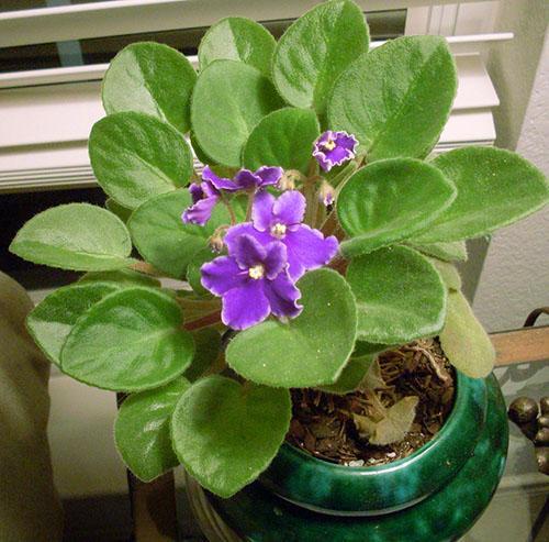 Het viooltje zal op een goede verzorging reageren met een overvloedige bloei