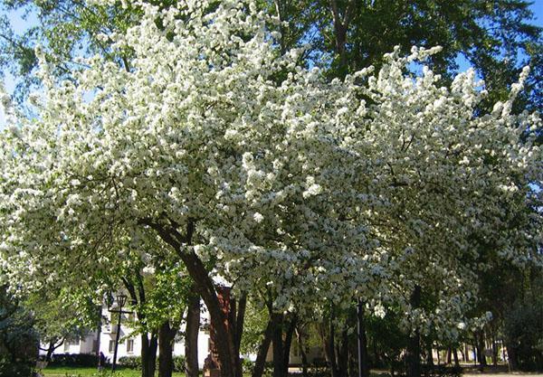 kersenboomgaard bloeit
