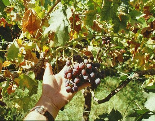 Vertikularno uvenuće vinove loze