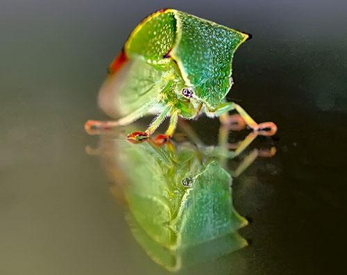 Buffalo leafhopper